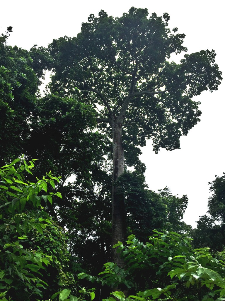 panama city rainforest parque natural metropolitano panama city struckblog