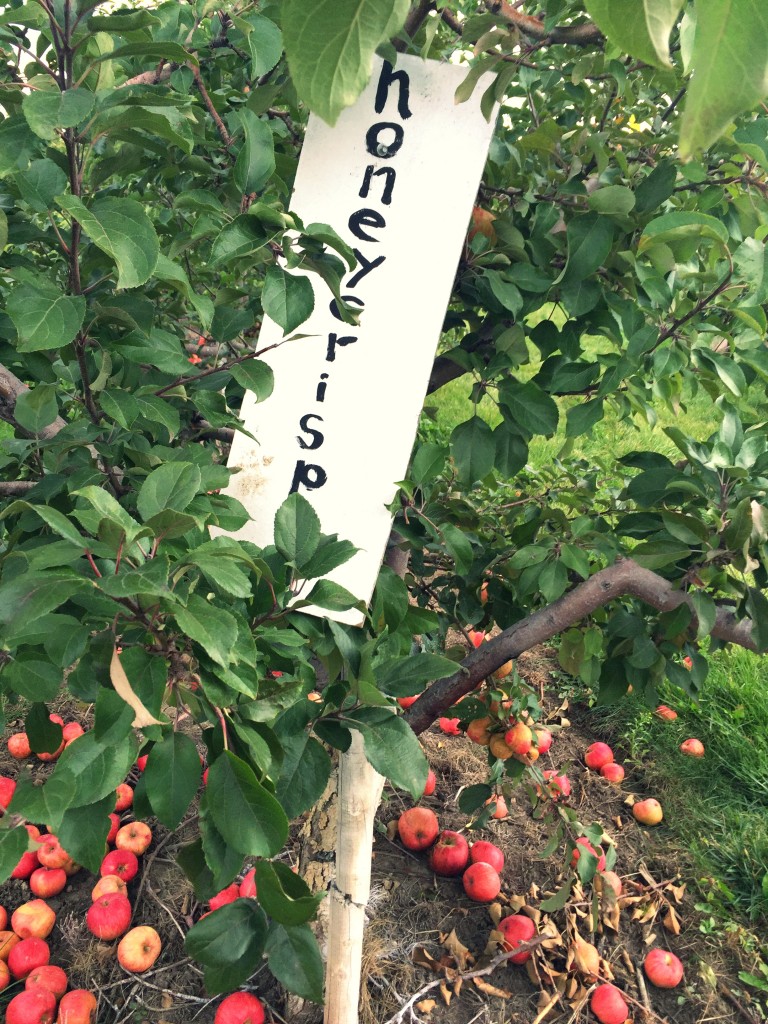 struckblog apple orchard | fall fashion |toronto apple orchard |greater toronto area apply picking | fall style |honeycrisp apples 