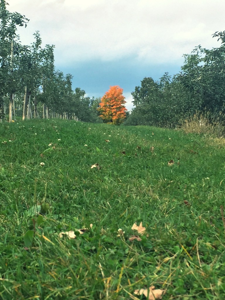 struckblog apple orchard | fall fashion |toronto apple orchard |greater toronto area apply picking | fall style 