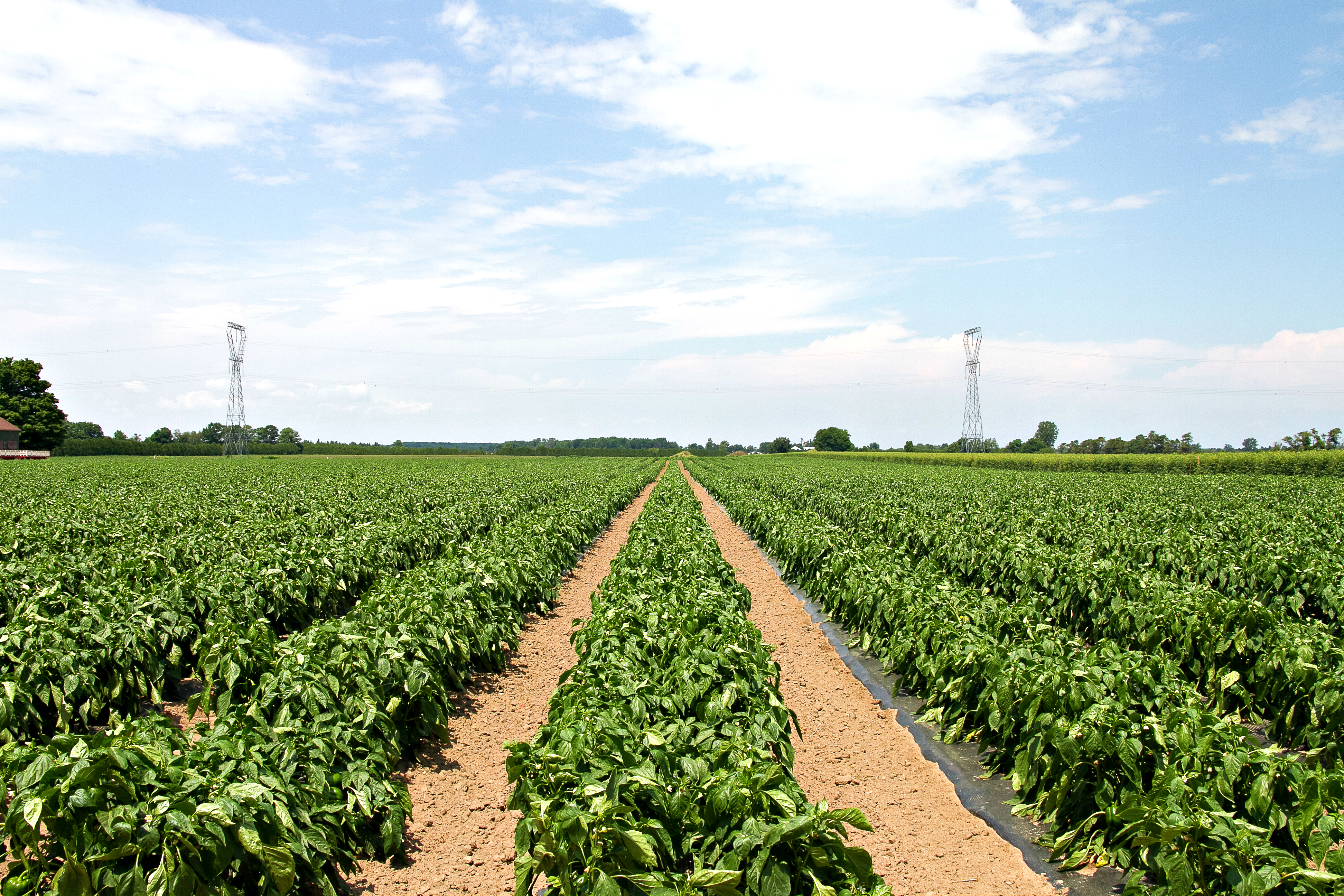 subway-eat-local-pepper-field