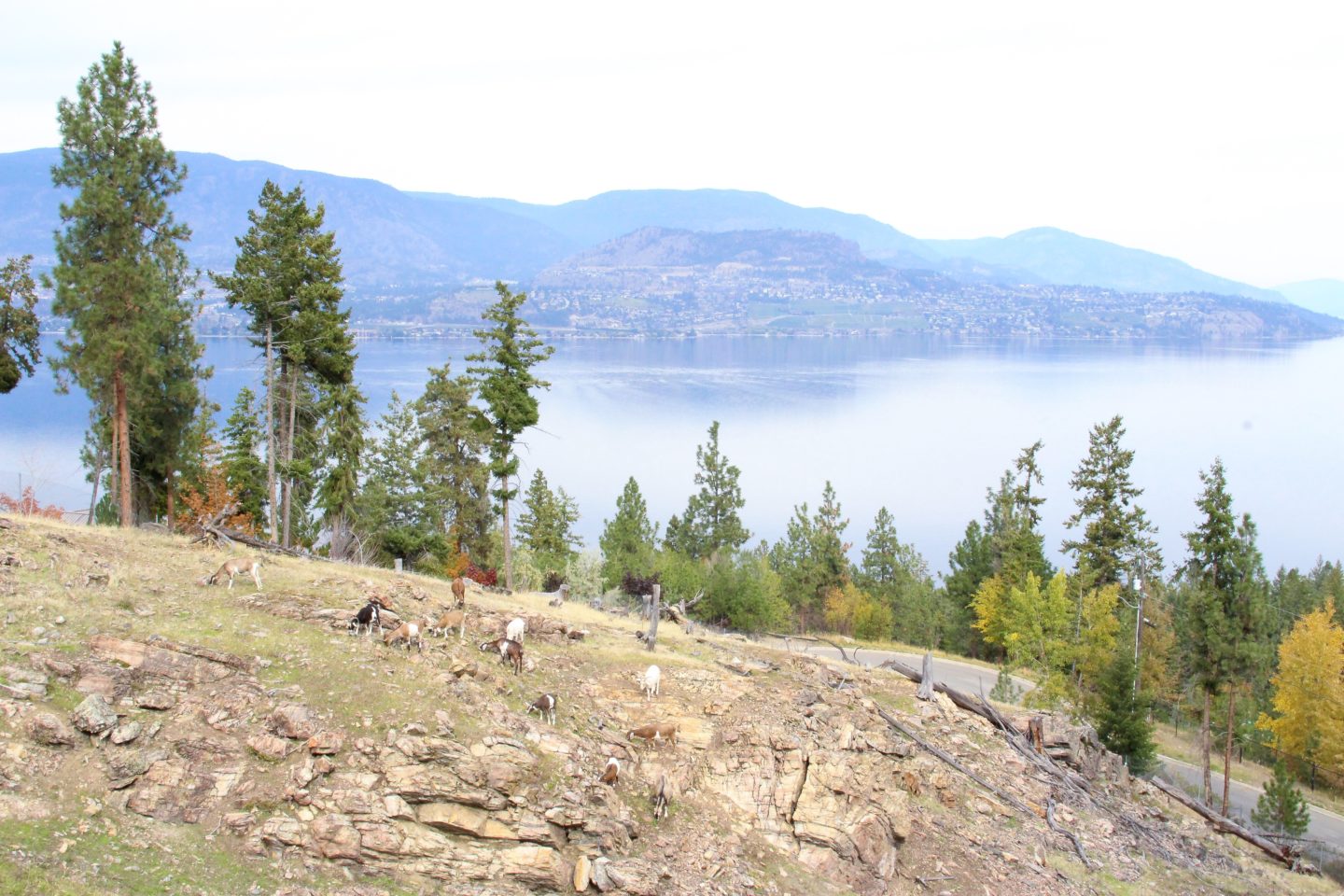 exploring kelowna with an infant struckblog